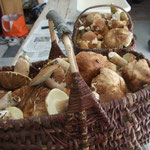 Entre mai et octobre la saison des champignons (séjour à thèmes)