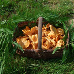 Des Girolles