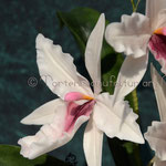  Vuylstekeara Orchid 'Cambria Plush'