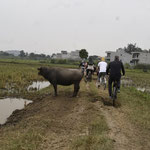 Fietsen in Ninh Binh voert je door prachtige rijstvelden, kleine rivieren, torenhoge kalkrotsen en buffels en geiten die vrij over de wegen lopen.