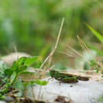 Grüne Strandschrecke (Aiolopus thalassinus)