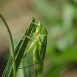 Große Schiefkopfschrecke (Ruspolia nitidula)