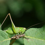 Zweifarbige Beißschrecke (Bicolorana bicolor)