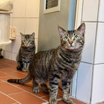 Bosse & Titus