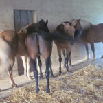 Im Hochsommer verbringen die Pferde viel Zeit im Stall wo sie vor den lästigen Fliegen und Mücken geschützt sind.