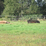 Siesta in der Herbstsonne.