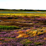 Wattenmeer Wangerooge