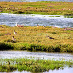 Wattenmeer Wangerooge