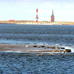 Robben vor Wangerooge