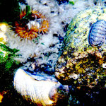 Unterwasser-Welt Wangerooge