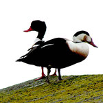Wangerooge