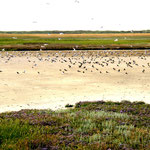 Wattenmeer Wangerooge