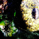 Unterwasser-Welt Wangerooge