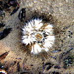 Unterwasser-Welt Wangerooge