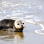 Robben vor Wangerooge