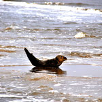 Robben vor Wangerooge