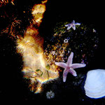 Unterwasser-Welt Wangerooge