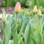 Tulpe