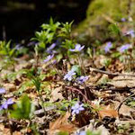 Leberblümchen