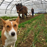 (Janvier) Travail du billon après la récolte de mâche pour y semer les carottes nouvelles. 