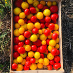 (Aout) Récolte des tomates.