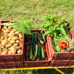 (Mai) Récoltes : pommes de terre nouvelles, courgettes, petits pois, salade, navets et fleurs de Capucines.