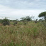 White Rhinos