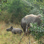 Newborn white rhino (3 days)