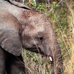 Elephants