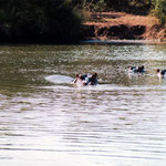 Hippos