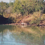 Crocodile