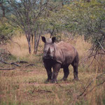 Baby White Rhino