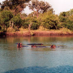Hippos