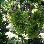 Pico Bonito National Park