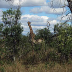 Giraffes