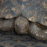 Turtle-Rescue with Mickey & Jamie-Lee Riley