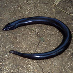 Snake (?)