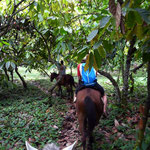 Baracoa – Pferdetour im Umland
