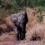 Elephants