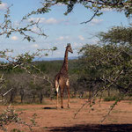 Giraffes