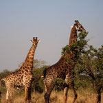 Giraffes