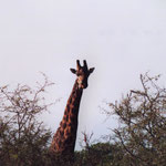 Giraffes