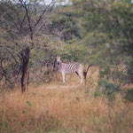 Zebras