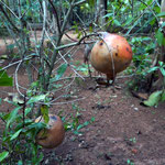 Jardin Botanico de Viñales