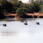Hippos