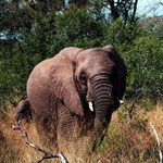 Elephants