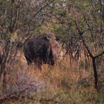 White Rhinos