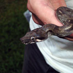 Boaaah Constrictor