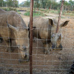 Mbali Rhino