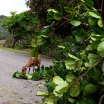Baracoa nach Moa